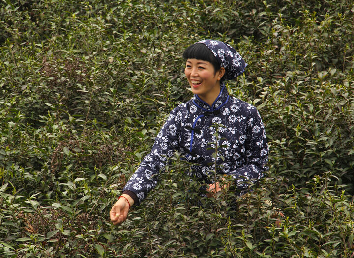 手枪玫瑰